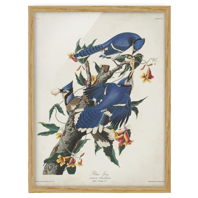 quadro com flores Vintage Board Blue Jays