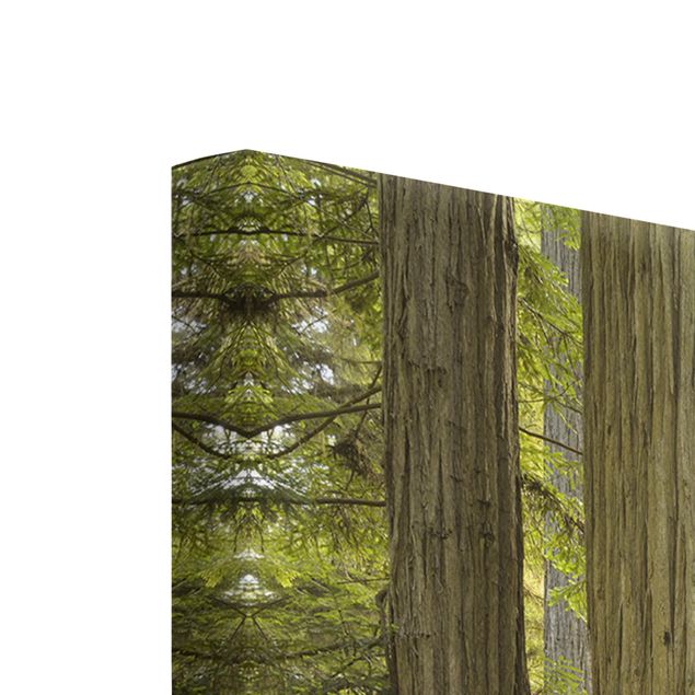 quadro decorativo verde Redwood State Park Forest View