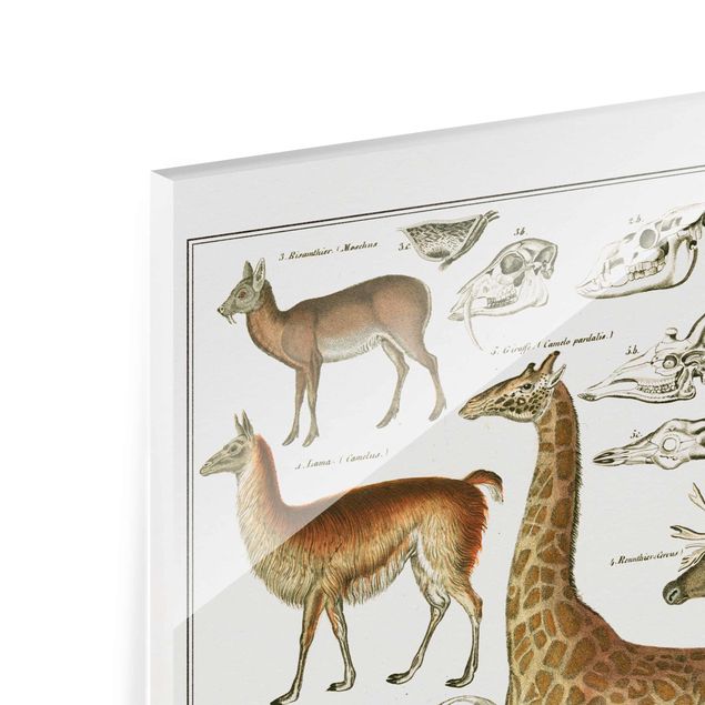 Quadros em marrom Vintage Board Giraffe, Camel And IIama