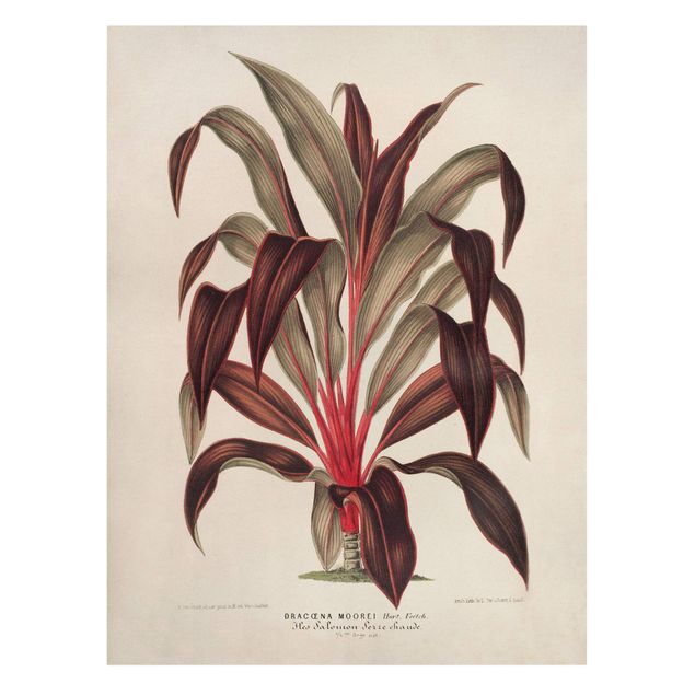 quadro com flores Botany Vintage Illustration Of Dragon Tree