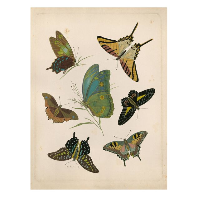 Telas decorativas animais Vintage Illustration Exotic Butterflies