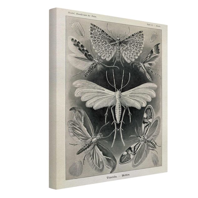 Telas decorativas em preto e branco Vintage Board Moths And Butterflies
