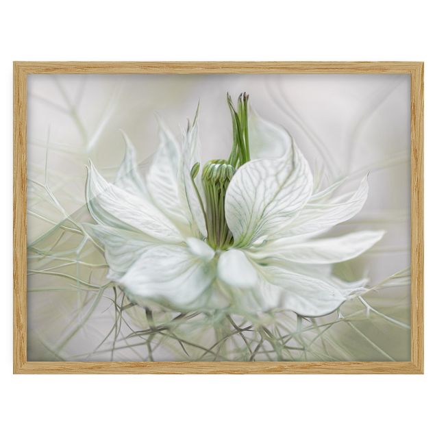 quadro com flores White Nigella
