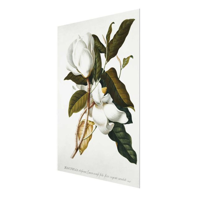 quadro com flores Georg Dionysius Ehret - Magnolia