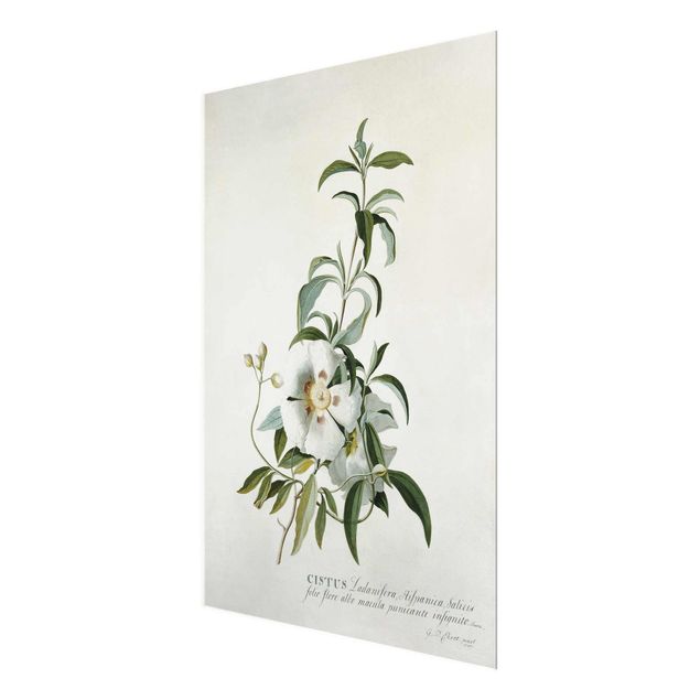 Quadros florais Georg Dionysius Ehret - Rockrose