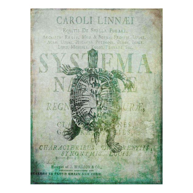 Quadros em turquesa Vintage Collage - Antique Turtle
