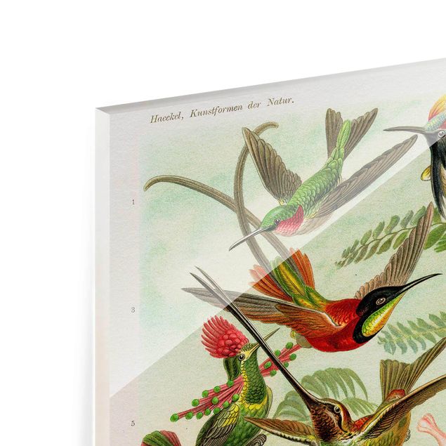 quadro de vidro Vintage Board Hummingbirds