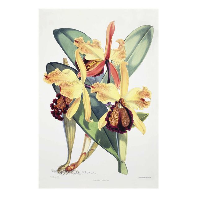Quadros em vidro flores Walter Hood Fitch - Orchid