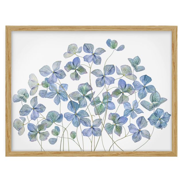 quadro com flores Blue Hydrangea Flowers