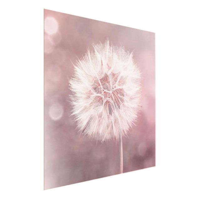 Quadros florais Dandelion Bokeh Light Pink