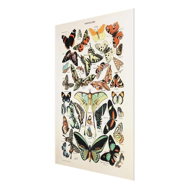 Quadros em turquesa Vintage Board Butterflies And Moths