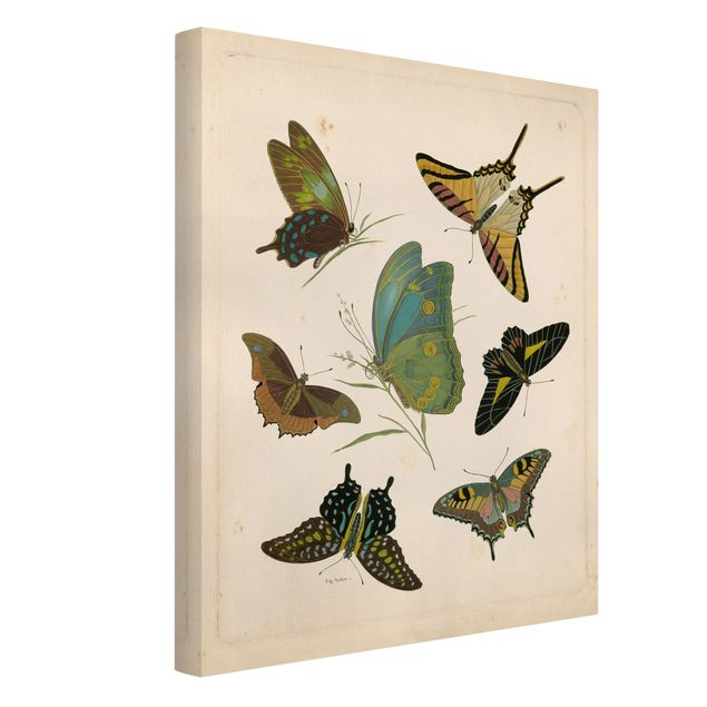 Telas decorativas vintage Vintage Illustration Exotic Butterflies