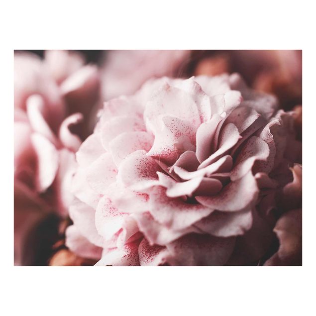 Quadros florais Shabby Light Pink Rose Pastel