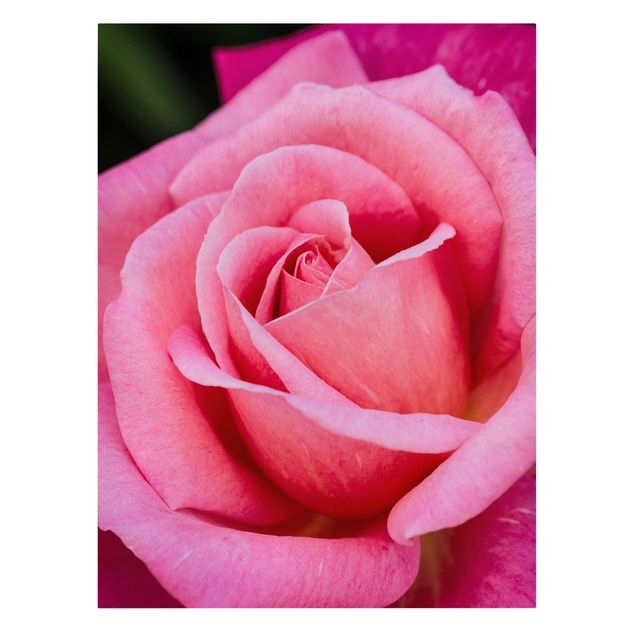 quadros flores Pink Rose Flowers Green Backdrop
