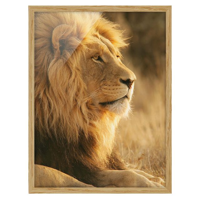 Quadros modernos King Lion