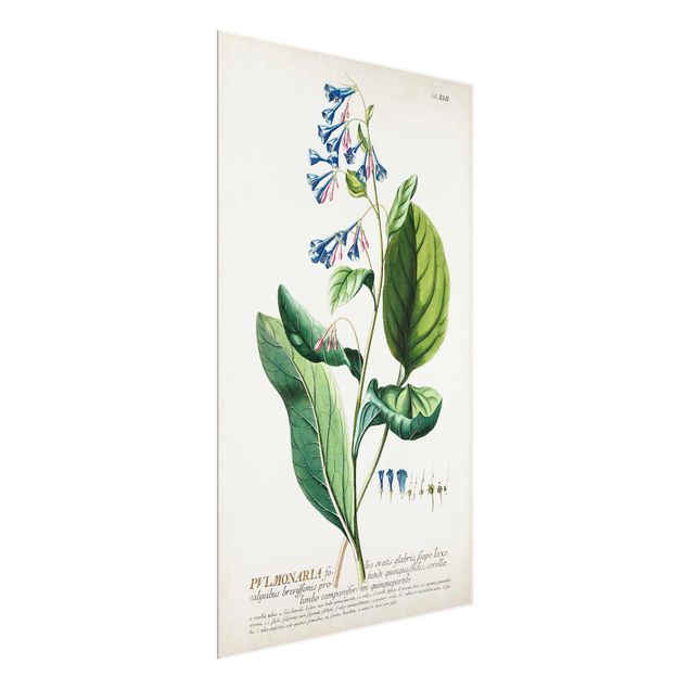 Quadros florais Vintage Botanical Illustration Lungwort