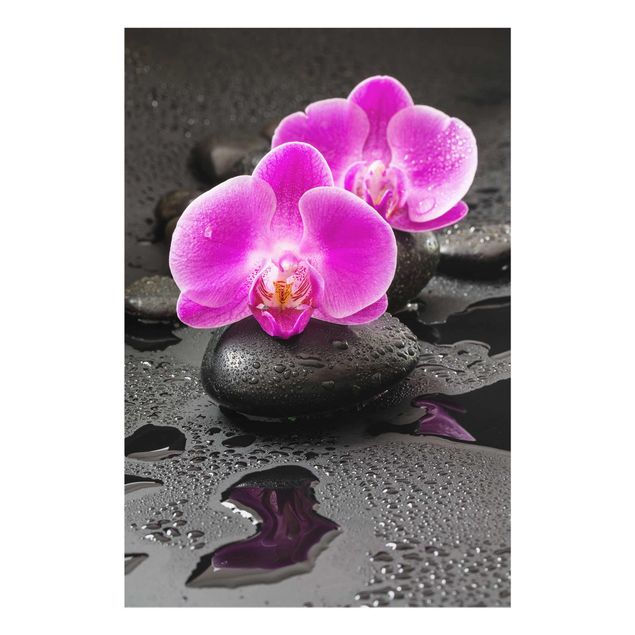 Quadros florais Pink Orchid Flower On Stones With Drops