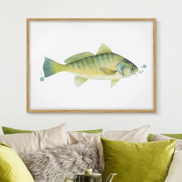 Quadros peixes Color Catch - Perch