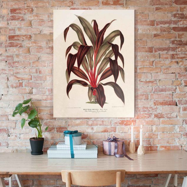 decoraçao para parede de cozinha Botany Vintage Illustration Of Dragon Tree