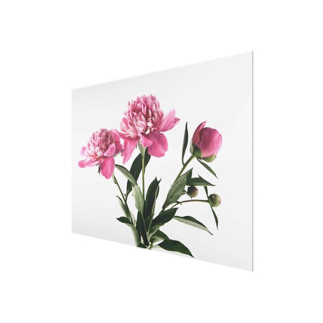 quadro com flores Pink Flowers And Buds On White