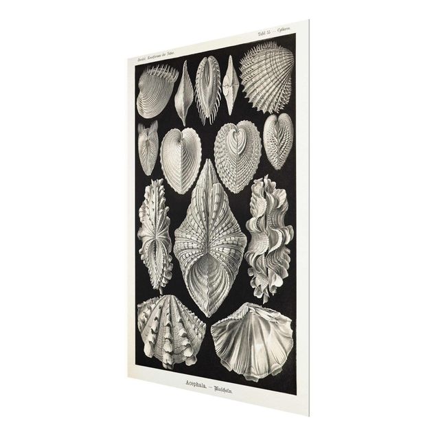 Quadros em vidro em preto e branco Vintage Board Shells II