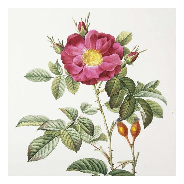 Quadros em vidro flores Pierre Joseph Redoute - Portland Rose