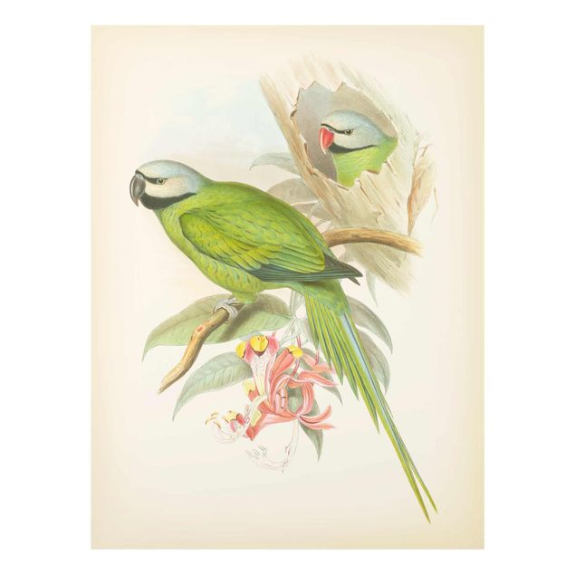 quadros decorativos verde Vintage Illustration Tropical Birds II