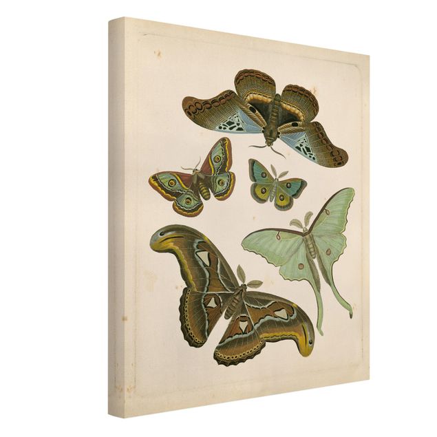 Telas decorativas vintage Vintage Illustration Exotic Butterflies II