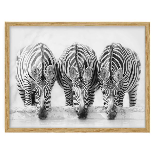 Quadros com moldura animais Zebra Trio In Black And White
