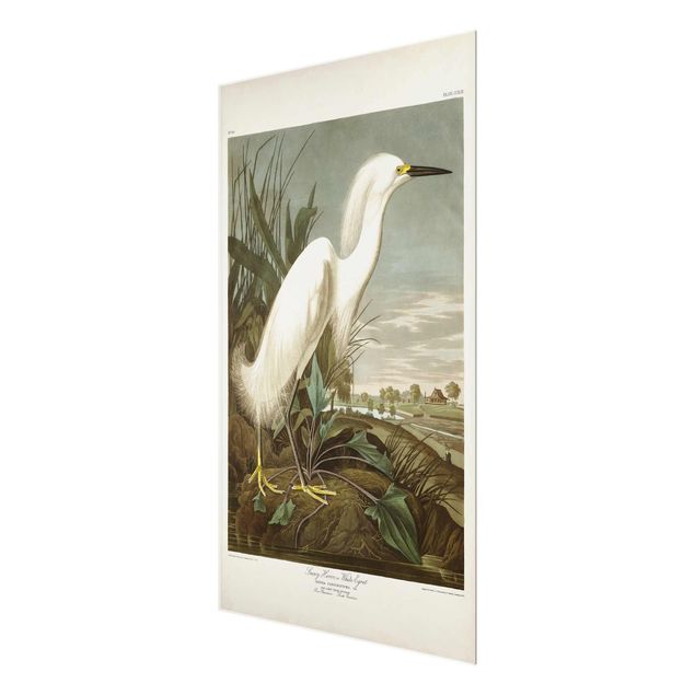 Quadros em vidro paisagens Vintage Board White Heron I