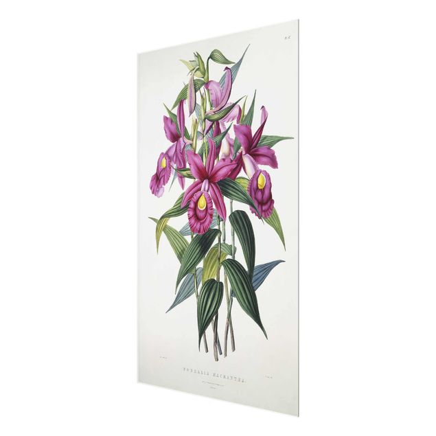 Quadros florais Maxim Gauci - Orchid I