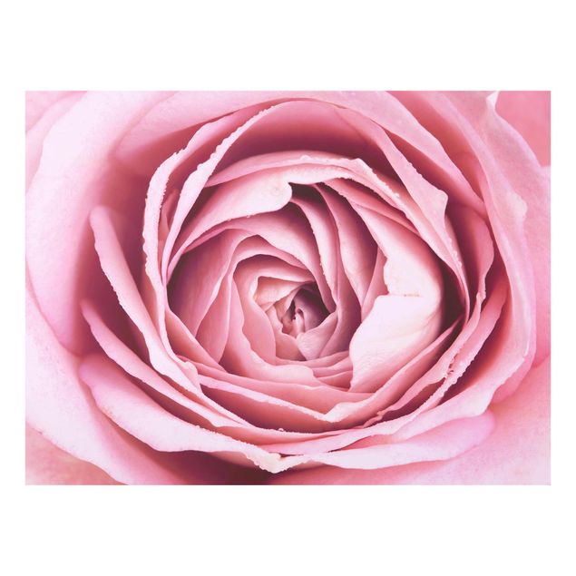 Quadros florais Pink Rose Blossom