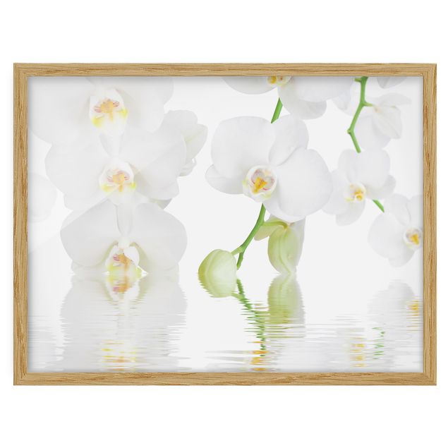 Quadros florais Spa Orchid - White Orchid