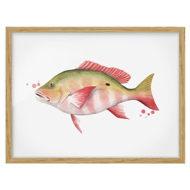Quadros modernos Color Catch - Northern Red Snapper
