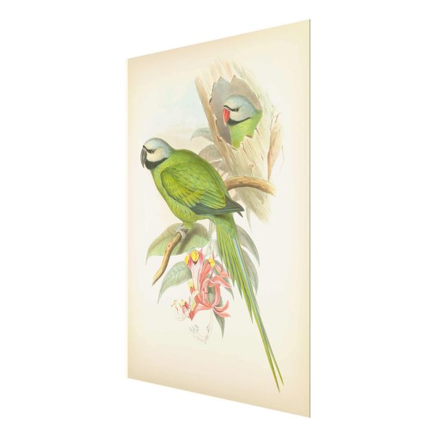 decoração quadros Vintage Illustration Tropical Birds II