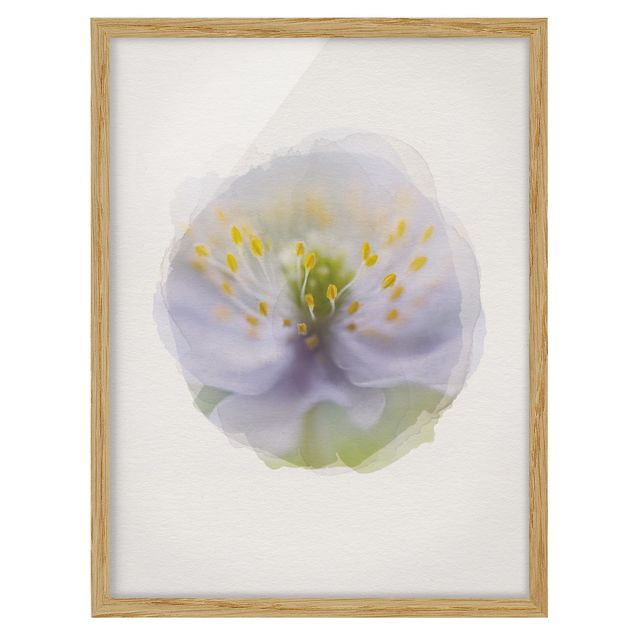 quadro com flores WaterColours - Anemones Beauty