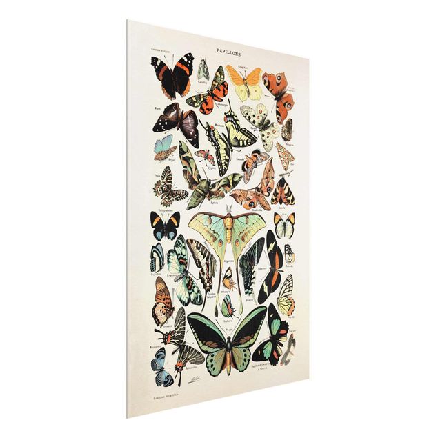 Quadros retro Vintage Board Butterflies And Moths