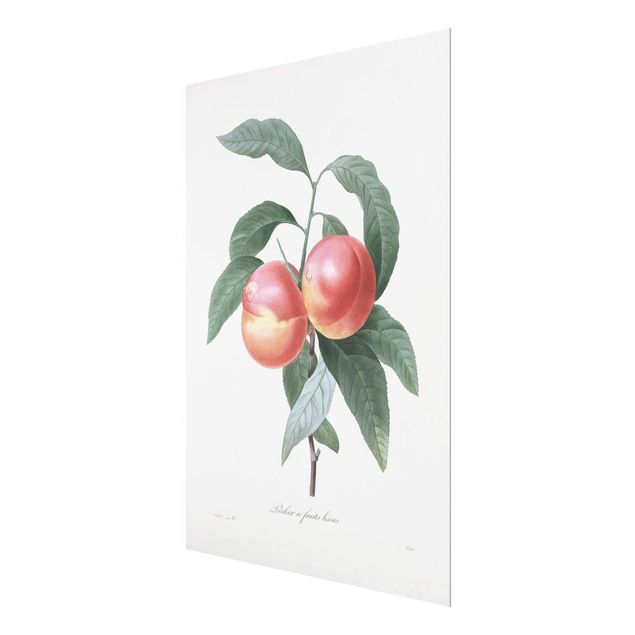 decoração quadros Botany Vintage Illustration Peach
