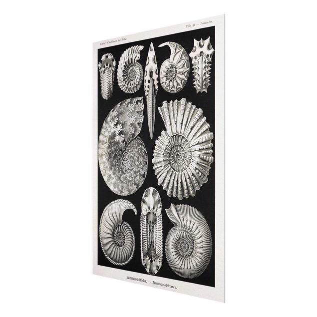 quadros para parede Vintage Board Fossils Black And White