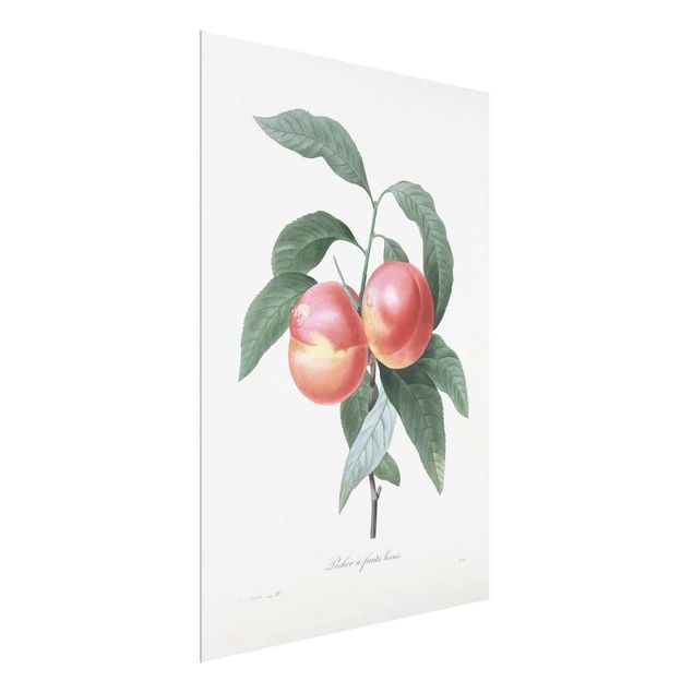 Quadros florais Botany Vintage Illustration Peach