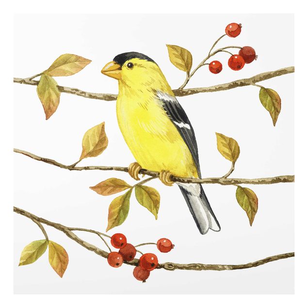 Quadros decorativos Birds And Berries - American Goldfinch