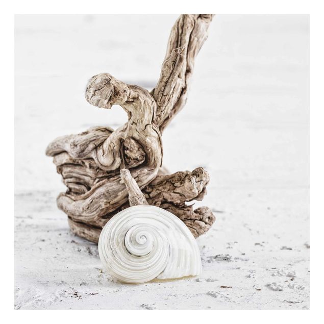 Quadros em vidro praia White Snail Shell And Root Wood