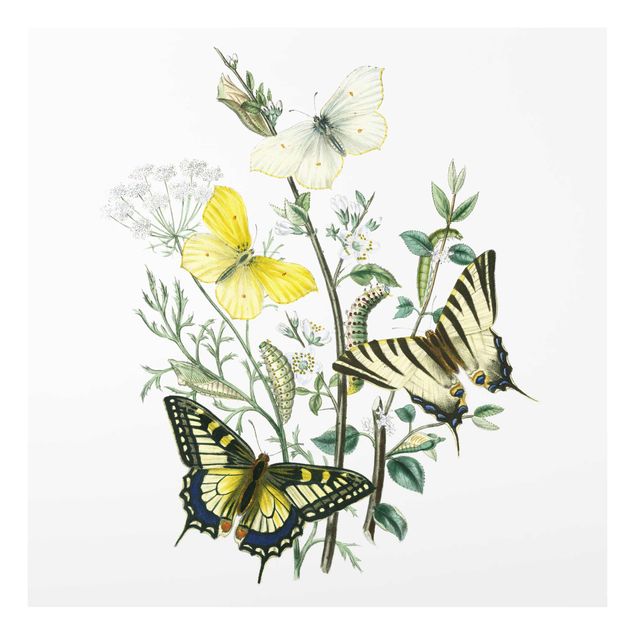 quadro com flores British Butterflies III