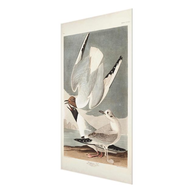 Quadros em vidro paisagens Vintage Board Bonaparte Gull