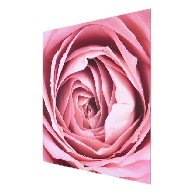 quadros flores Pink Rose Blossom