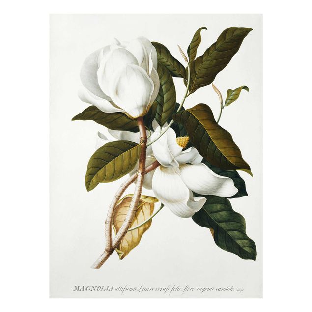 Quadros florais Georg Dionysius Ehret - Magnolia
