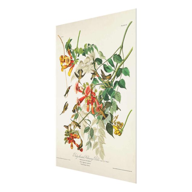 decoração quadros Vintage Board Hummingbirds