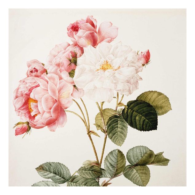 Quadros em vidro flores Pierre Joseph Redoute - Pink Damascena