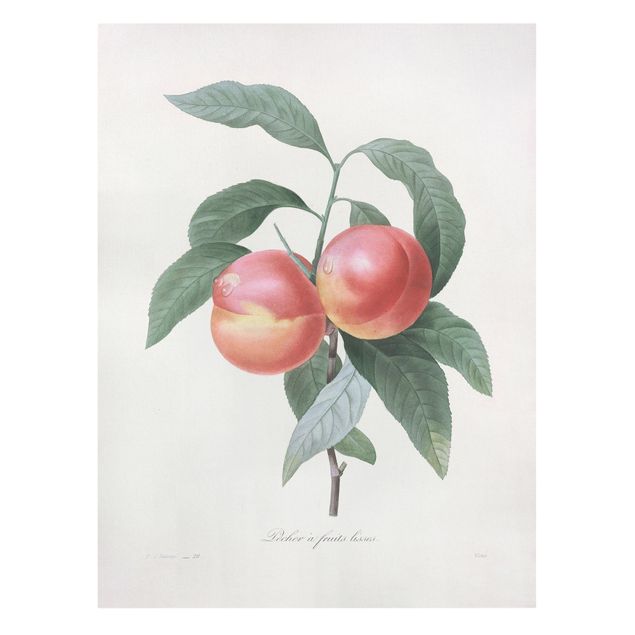 Telas decorativas legumes e fruta Botany Vintage Illustration Peach