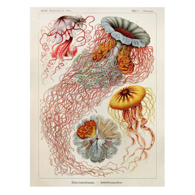 Quadros vermelhos Vintage Board Jellyfish